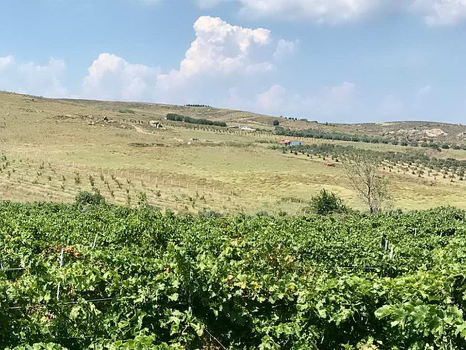 Bortaçina Tarih